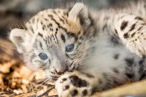 Cutest baby animals from around the world Photos - ABC News