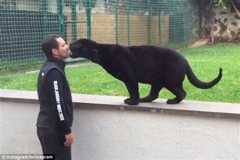 Lick: The panther ultimately returns Serio's affection with some licks ...