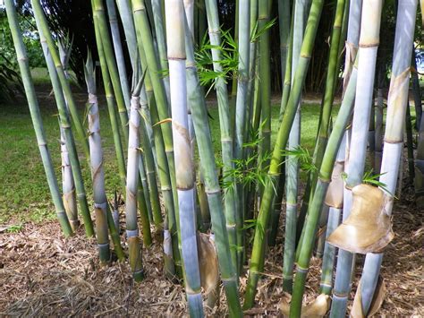 Pin by Bamafan93 on Bamboo | Bamboo seeds, Bamboo plants, Plants