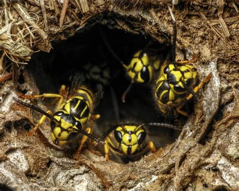 HOW DO YOU KNOW IF YELLOWJACKETS ARE NESTING IN YOUR HOUSE?