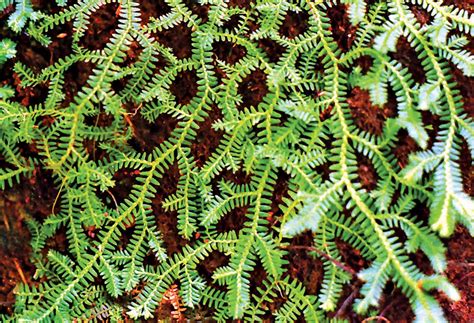 Spike moss | Description, Taxonomy, Major Species, & Facts | Britannica