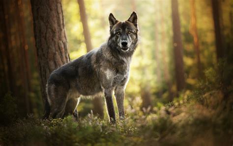 Hintergrundbilder : Natur, Wolf, Wald, Tiere 1920x1200 - WallpaperManiac - 1231605 ...