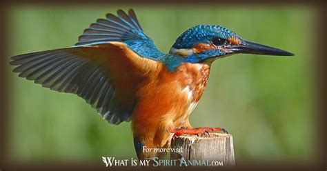 Kingfisher Symbolism & Meaning | Spirit, Totem & Power Animal