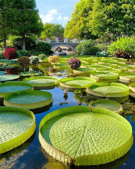 Beautiful giant water lilies in Kusatsu City at the Mizunomori water ...