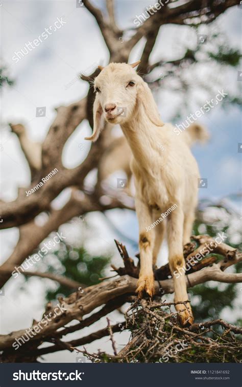 2,152 Goat climbing tree Images, Stock Photos & Vectors | Shutterstock