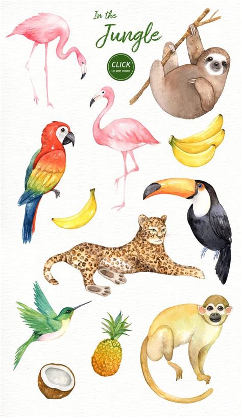 Tropical Rainforest Animals Clipart | RAINFOREST ANIMAL