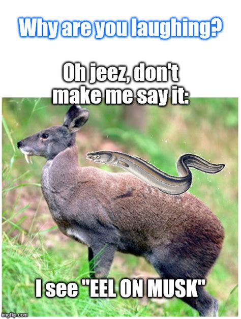 deer Memes & GIFs - Imgflip