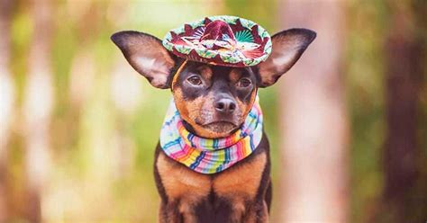 100+ Mexican Dog Names - [The Ultimate List!] - My Dog's Name