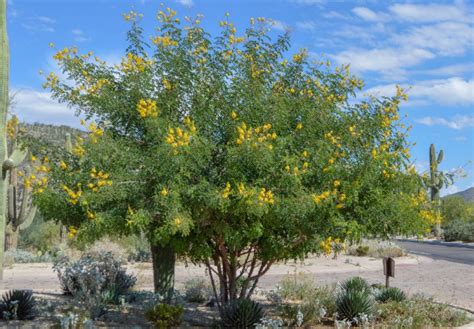 7 Desert Trees to Consider When Designing Your Arizona Landscape ...