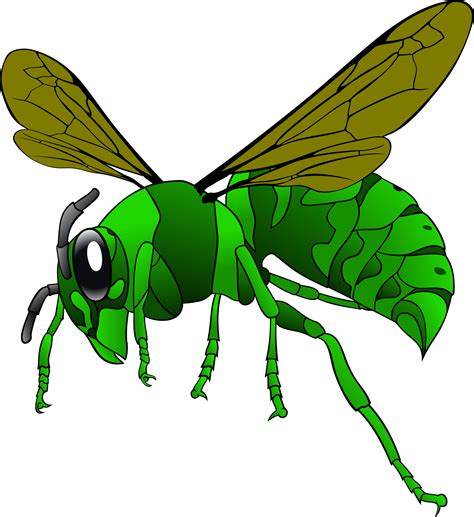 Hornet clipart cartoon, Hornet cartoon Transparent FREE for download on ...