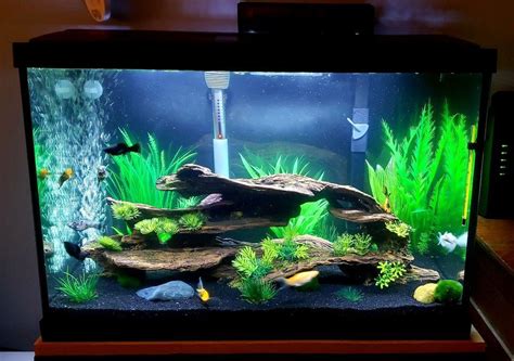 20 gallons freshwater fish tank (mostly fish and non-living decorations) Molli in 2020 | Fresh ...