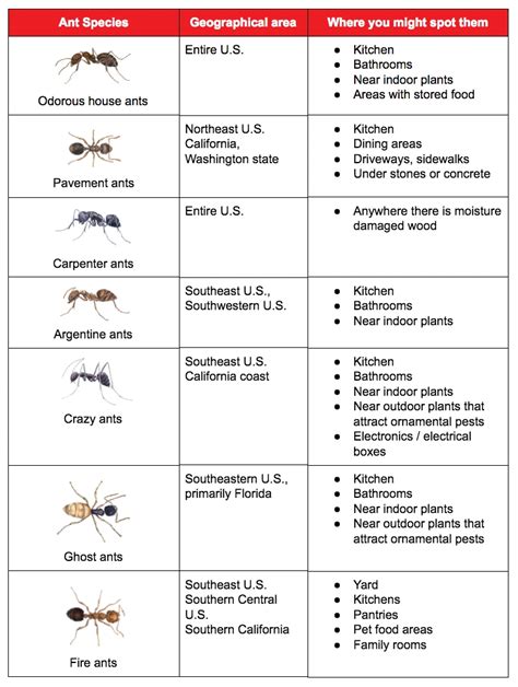 Top 7 ant species you many encounter in U.S. | Ehrlich