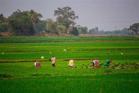 Farmers working in the Paddy Field - PixaHive