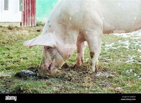 pig eating dirt and grass Stock Photo - Alamy