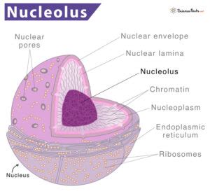 Nucleolus – Definition, Location, Structure, Functions, & Picture