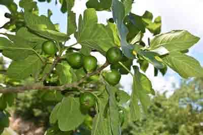 Fertilizer for fig tree -【How and when to fertilize】