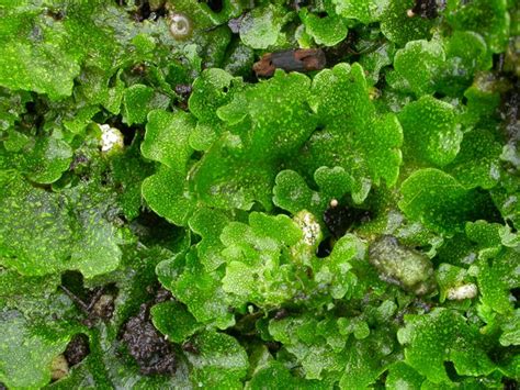 Similarities Between Bryophytes and Thallophytes - My Gardening Network