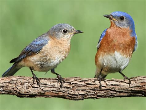 Female Eastern Bluebirds (Male vs Female Identification… | Birdfact