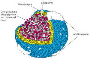 User:Johnsy/Lipoprotein Modelling/Lipoprotein Structure and Function - OpenWetWare