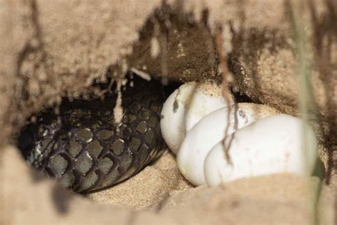 Snake Eggs vs Lizard Eggs: How to Tell the Difference