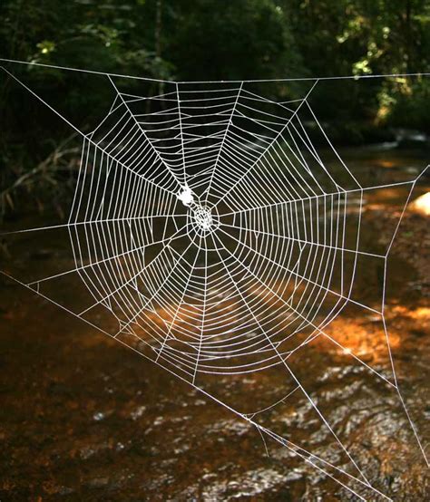 Cool Science News: Itsy Bitsy Spider's Web 10 Times Stronger Than Kevlar