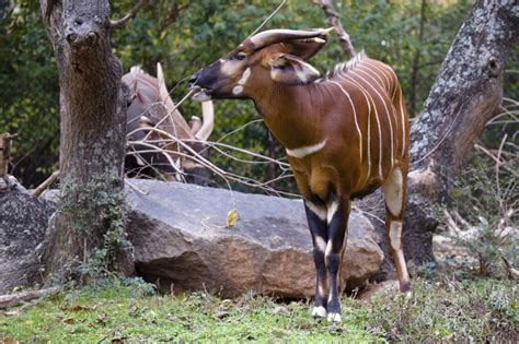 Zoo Atlanta welcomes baby animals big and small