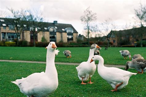 Animals of Belgium – Fulbright Belgium / Luxembourg / Schuman