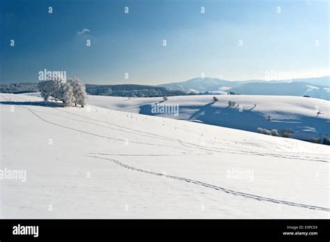 Winter in the Black Forest Stock Photo - Alamy