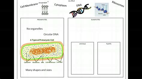 Cell Graphic Organizer - YouTube