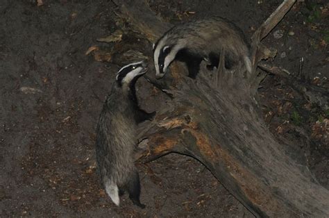 Facts About Badgers | Live Science