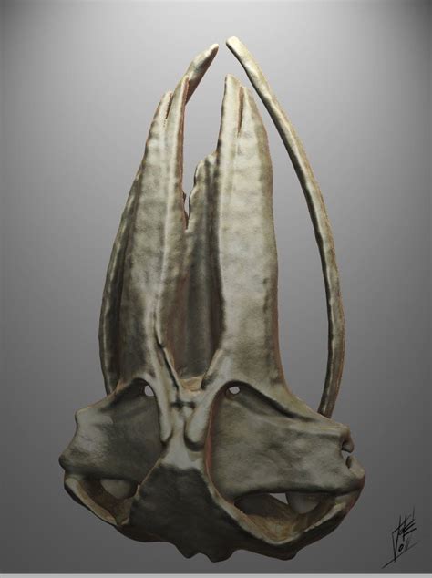 Humpback Whale Skull of a Humpback Whale Skull | Whale, Humpback whale ...