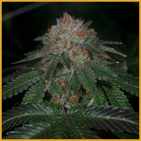 Dog Face (Archive Seed Bank) :: Cannabis Strain Info