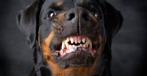 Rottweiler Teeth: Everything You Need to Know - A-Z Animals