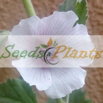 Marshmallow Plant - 5 Seeds(Althaea officinalis) - Seeds and Plants