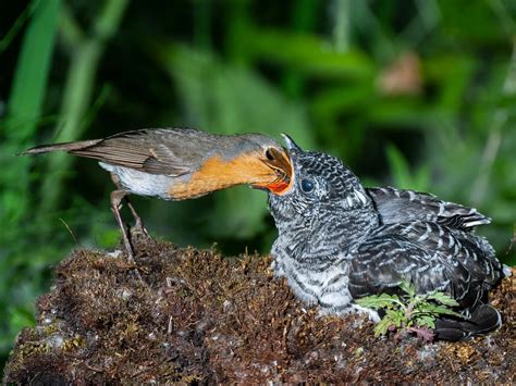 Cuckoo Bird Facts (Cuculus canorus) | Birdfact