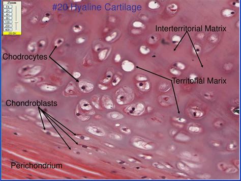 PPT - Medical Histology Lab PowerPoint Presentation, free download - ID ...