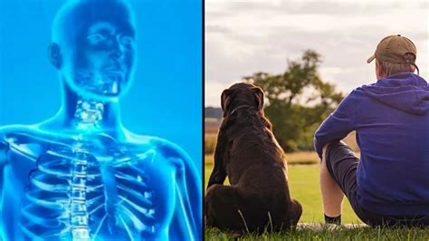 Symptoms of incurable disease brucella canis that can jump from dogs to humans - UK News - LADbible