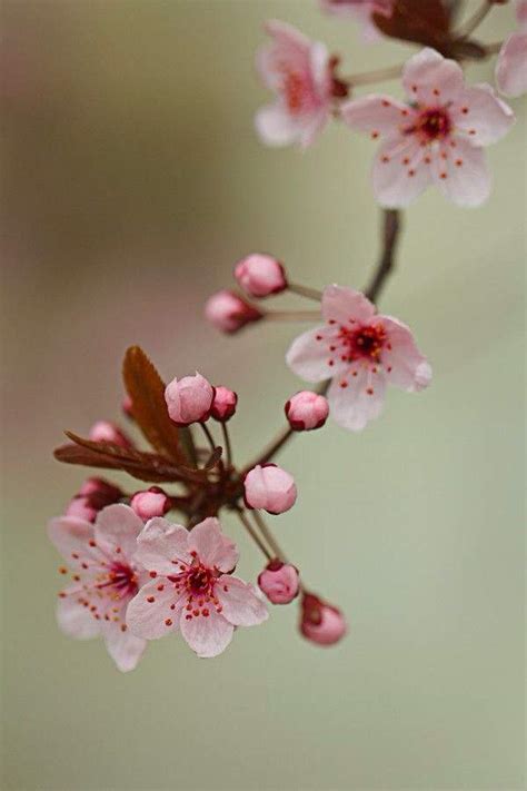 Sakura Flower Meaning and Symbol | Japan Amino