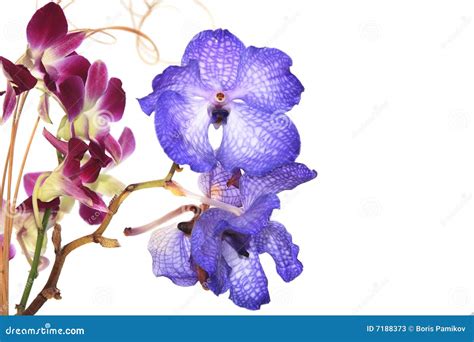 Blue vanda orchid on white stock image. Image of purple - 7188373