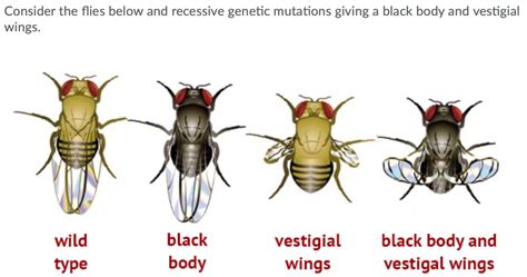 Solved Consider the flies below and recessive genetic | Chegg.com