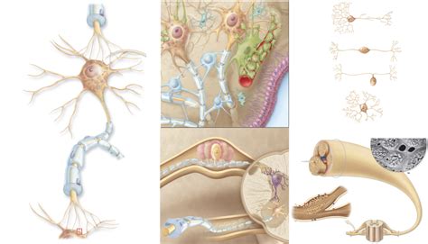 Neurons and Neuroglia Diagram | Quizlet