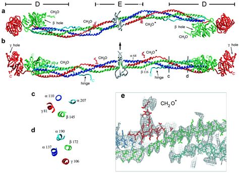 The crystal structure of modified bovine fibrinogen | PNAS