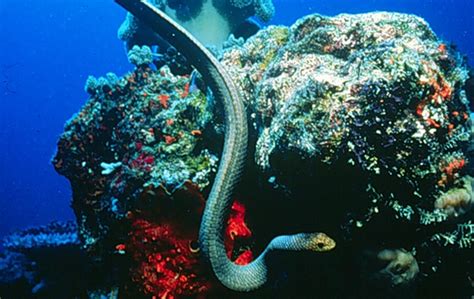 Sea Snakes: Characteristics, types, habitats and more