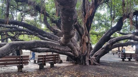 Lahaina banyan tree is THE Maui banyan tree you need to see in Hawaii! (Maui banyan tree before ...