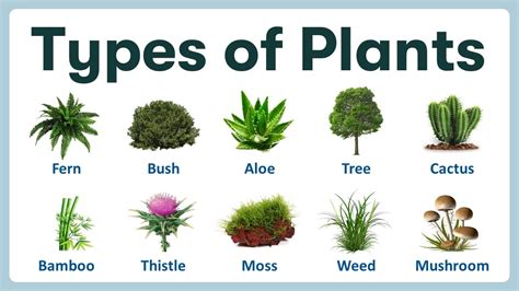 Types Of Plants Pictures And Names - Infoupdate.org