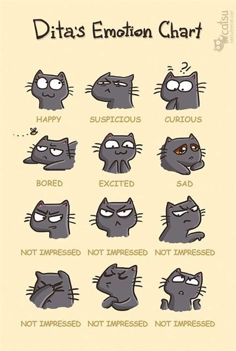 cat emotions chart | Cute cats, Funny cats, I love cats