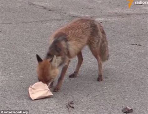 Chernobyl fox makes five-decker sandwich out of scraps of meat and a loaf | Daily Mail Online