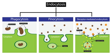 Endocytosis Images – Browse 450 Stock Photos, Vectors, and Video ...