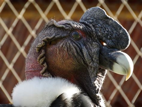 Condor Bird in Peru: The largest bird in the world