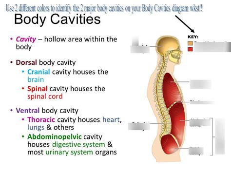 Anatomy Ch 1 Diagram | Quizlet